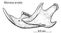 Campagnol agreste (Microtus agrestis). page 28 Mandibule gauche en vue externe de Microtus arvalis (Chaline et al 1974)!