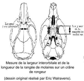 page 3 Comment mesurer : La largeur interorbitale, la longueur de la rangée de molaires Le Foramen incisivum, la hauteur du rostrum, la longueur du diastème, la longueur de la rangée molaire, le
