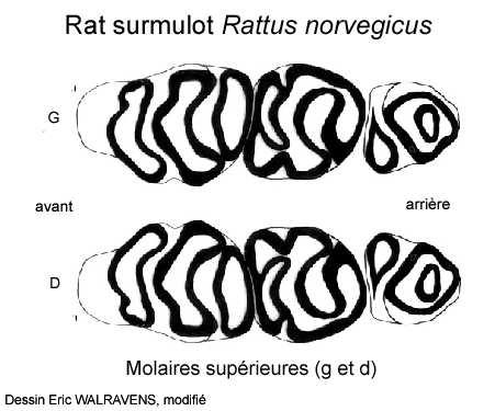 rongeurs). La superstructure des molaires ne présente pas de triangles mais des tubercules arrondis Mudidae et Cricetidae.