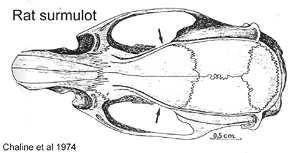 La superstructure de la première molaire est assez symétrique, sur les côtés interne et externe de la dent, les deux lamelles sont à la même hauteur.
