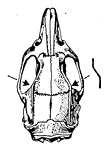 page 35! Des deux tubercules latéraux de la première lamelle de la première molaire, l'interne est à peine plus grand que l'externe.
