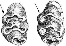 Rat noir (Rattus rattus). Premier tubercule externe de M 1 aussi développé que l'interne, crêtes temporales convexes. 3 ième lamelle transversale de M 2 avec un tubercule externe net.