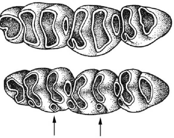 Premier tubercule externe de M 1 peu développé, crêtes temporales droites et parrallèles.