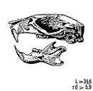 page 42 Ecureuil et Gliridae CRANES Il y a une interruption (le diastème) de plus de deux dents de large dans les rangées dentaires, entre les