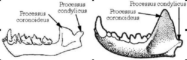 palais. Mandibule de chiroptère (E.Walravens) à rangée dentaire ininterrompue.