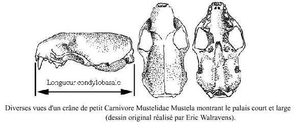 Crâne de Mustela, pas d'enclave concave entre les incisives médianes (E Walravens) Palais court et large, 4 dents derrière la grande canine: Mustela (carnivores) Il existe quatre espèces de petits