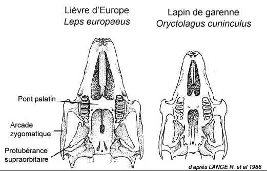 page 50 Lapin, Lièvre CRANES Il y a une interruption (le diastème) de plus de deux dents de large dans les rangées dentaires, entre les longues incisives et les autres dents : Rongeurs.