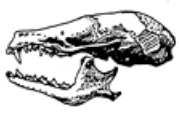 On parle d'unicupsides, dents à une seule pointe, et de tricupsides (dents à trois pointes) Carnivores,