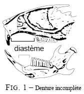 Crâne de forme ovoïde, incisives développées : Rongeurs Diastème entre l'incisive et les molaires d'un crâne