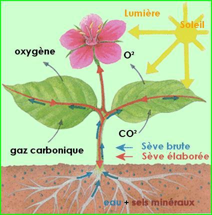 La photosynthèse est le processus par lequel les plantes vertes se servent de l énergie du soleil pour transformer l