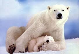 adaptation structurelle: ours polaire capable de vivre dans un des habitats les plus froids de la planète Plusieurs adaptations aident à l ours Grosses