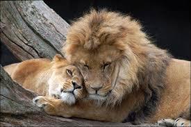 adaptation comportementales: les lions Les lions se réunissent en bandes.