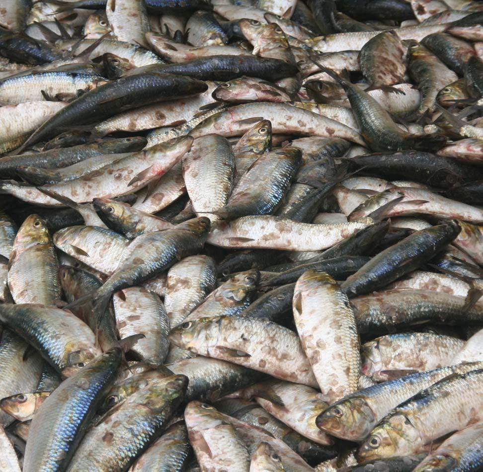 Importance des petits pelagiques Importance Port de pêche artisanale de Nouakchott février 2013 (source: Hamady Diop) Plus de 1.