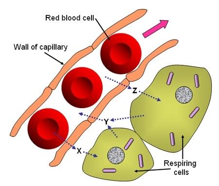 y: Les déchets (dioxyde de carbon) s accumulent à l intérieur de la cellule, alors ils diffuse vers le sang x: