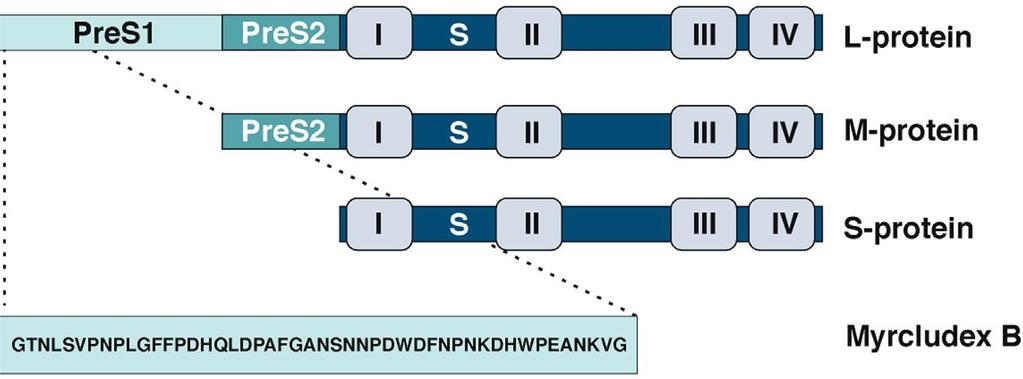 Myrcludex B, inhibiteur du récepteur NTCP - Lipopeptide dérivé de la protéine pré-s1 du VHB se lie au NTCP - Inhibe: - fonction de