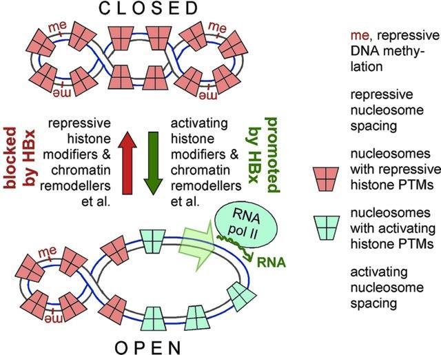 Cibler HBc et HBx pour inactiver l ADNccc Silencing Interferon alpha, Capsid inhibitors, Epigenome modifyers Pollicino et al.