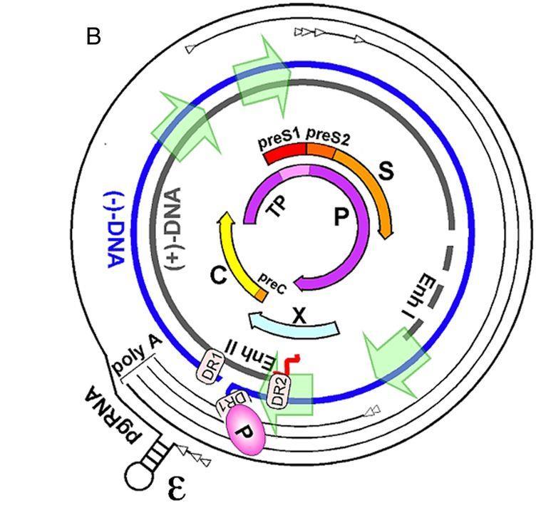 Cibler l Ag HBs par les ARN interférents Targeted Gene Silencing mrna