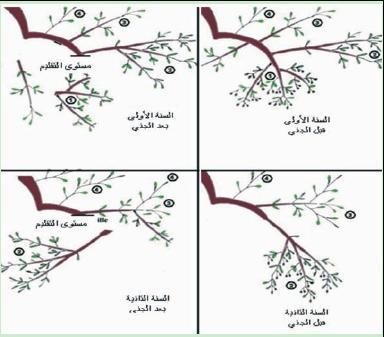 شجرة الزيتون مركز الدراسات التقنية واإلرشاد الفالحي Phyto