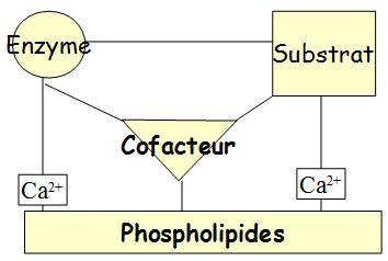 Surfaces réactionnelles de l'hémostase : TSSIBS Principales étapes de l'hémostase physiologique On a un phénomène concentré sur une surface et tout autour se trouvent des inhibiteurs qui sont prêts à
