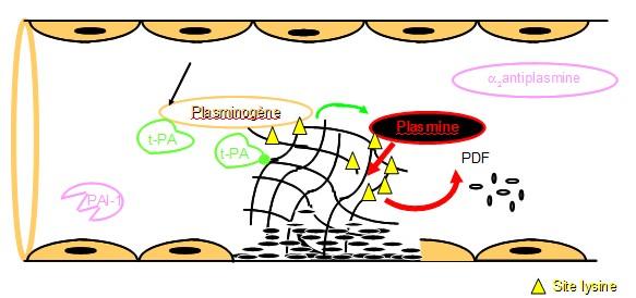 Inhibiteurs de la coagulation : TSSIBS Principales étapes de l'hémostase physiologique TFPI : Inhibiteur des facteurs tissulaires, il va bloquer la phase d'initiation.