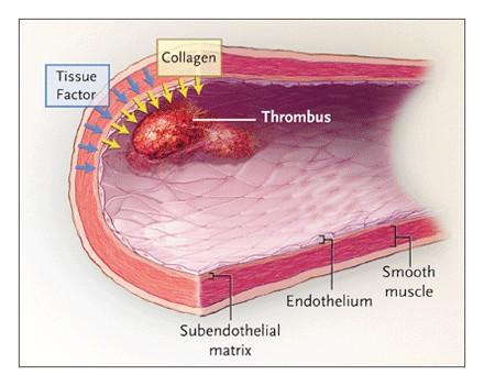 Rôle majeur : intégrité vasculaire, thrombose (plus d'images sur l'ent, voir aussi diapo 16/17) Elles sont produites dans la moelle osseuse et issues des mégacarocytes.