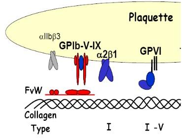 Récepteurs à la matrice extracellulaire : α5β1 fixe la fibronectine et le récepteur α6β1 fixe la laminine Récepteurs d'adhésion à d'autres constituants : P-sélectine qui est granulaire et permet
