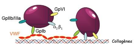 intermédiaire de leur récepteur : la glycoprotéine GPIb(5-9) Adhésion plaquettaire réversible.