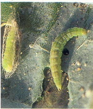 E. Les chenilles vertes Parasites Chenilles Dégâts Chenilles qui perforent les fruits et causent des pourritures.