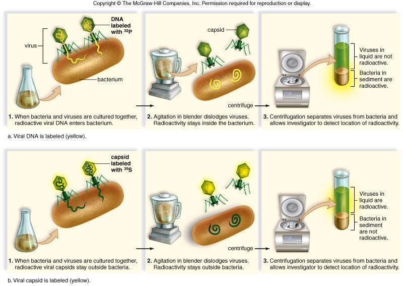 Hershey et Chase 1952 Liquide = virus Sédiment = bactérie + isotope Bactérie + virus ADN 32P (l ADN entre dans la bactérie) Le malaxeur permet de retirer le virus de la surface de la bactérie La