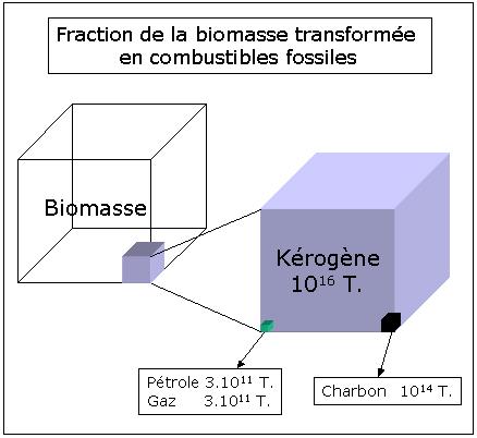 2 1.2 Formation 1 ère étape (0 à 1000 mètres) : sédimentation et enfouissement de la biomasse Les êtres vivants sont constitués principalement de carbone (C), d'hydrogène (H), d'azote (N) et