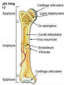 Infarctus osseux Infarctus Osseux Def : ostéonécroses aseptiques localisées aux métaphyses ou diaphyses
