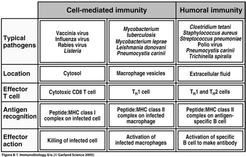 37 38 Immunité anti-infectieuse - Synthèse Immunité