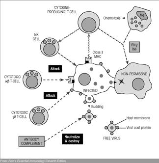 Mécanismes de l immunité antivirale Mécanismes de l immunité antivirale Type de réponse Humorale Cellulaire Molécule ou cellules effectrices Anticorps (IgA) Anticorps IgG, IgM, IgA Anticorps IgG et