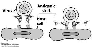 cellules hôte Blocage fusion enveloppe virale et membrane plasmique cellules hôte Augmentation de la phagocytose des particules virales (opsonisation) Agglutination des particules virales