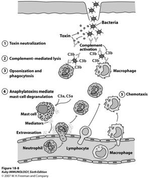 Mécanismes de l immunité antibactérienne 17 18 Mécanismes de l immunité antibactérienne Mécanismes de l immunité antibactérienne Processus d infection Attachement aux cellules Prolifération Invasion