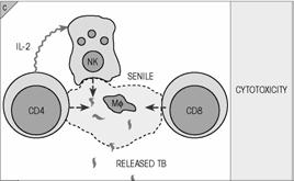 Cytotoxicité (CD4, CD8 & NK) 21 22 Le paradigme Th1/Th2 Rôle dans la pathogenèse Th1: