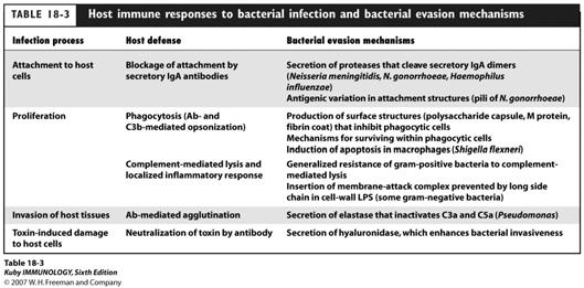 IL-13 Infection Leishmania chez la souris: Souris BALB/c sensibles à l infection Les