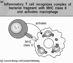 pro-inflammatoires Les cellules auxiliaires Th2 incapables d activer les macrophages