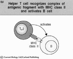 produisent de l IL-12 après infection Différenciation de cellules Th1