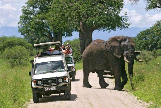 Déjeuner au Thorn Tree Camp L après-midi, safari dans le parc national de Serengeti avec votre véhicule de circuit (4x4) Dîner et nuit au Thorn Tree Camp*** ou similaire.
