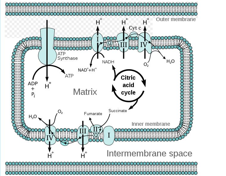 de NADH pour pomper les protons à travers de la membrane pour la