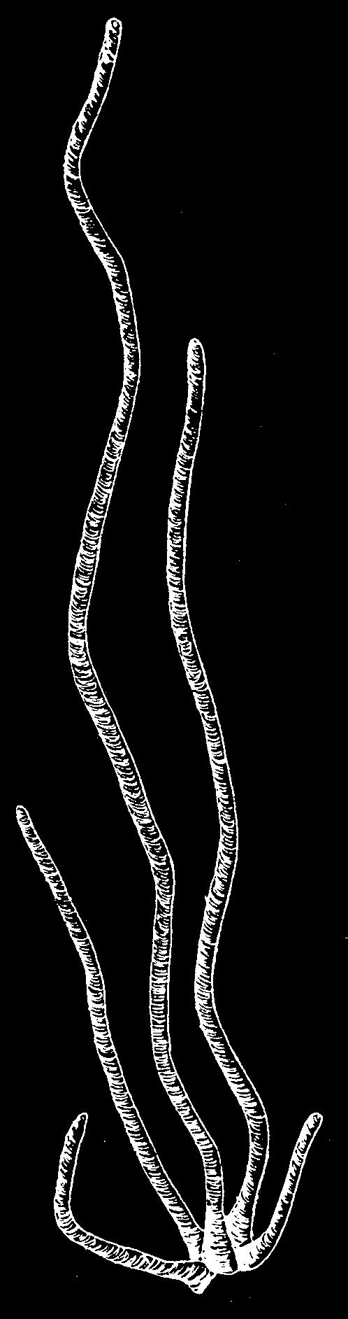 Fig. 19. Trois espèces de MPOs ("macrophytes") du Médiolittoral. A gauche : Nemalion helminthoides (rhodobiontes ; d'après Augier et Boudouresque, 1971 ; barre d échelle = 1 cm).