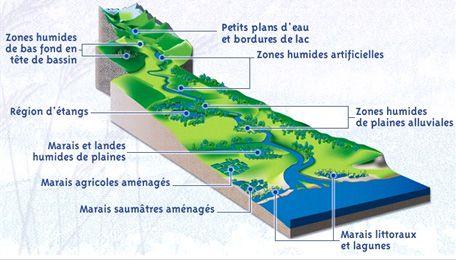 Tableau 4 : Typologie des zones humides en PACA (Chambaud et Oberti, 2012) Figure