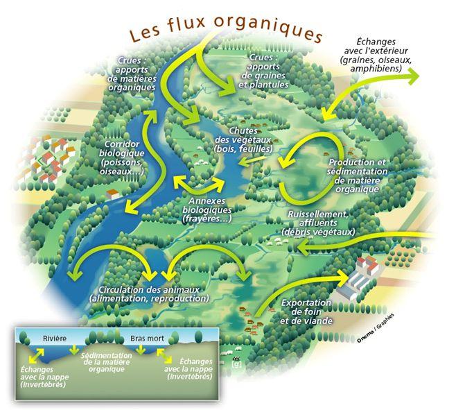 Figure 8 : Les flux organiques et biologiques des zones humides alluviales.