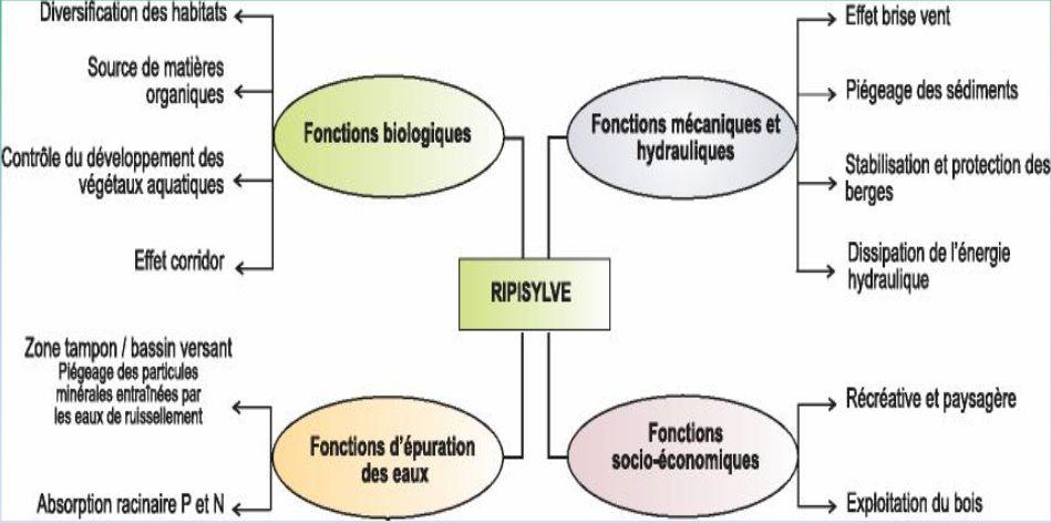 Figure 9 : Les fonctions biologiques, biogéochimique, et les services écosystémiques des forêts alluviales (d après Massenet, 2013 ; http://jymassenetforet.