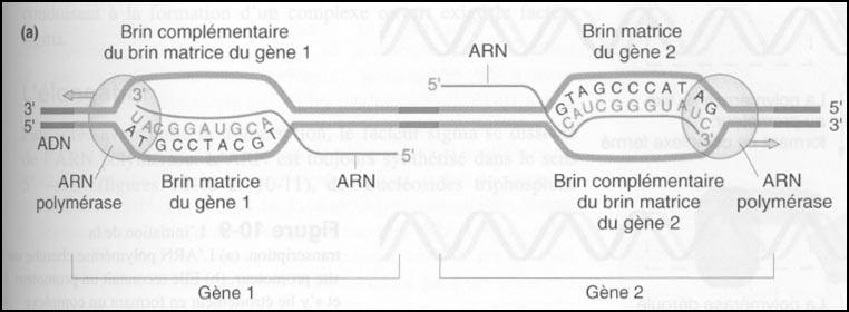 3 / La terminaison (Chez les Procaryotes : deux mécanismes : - terminaison directe : séquence de terminaison sur l ADN comportant environ 40 pb se terminant par un segment riche en GC suivie de 6 A