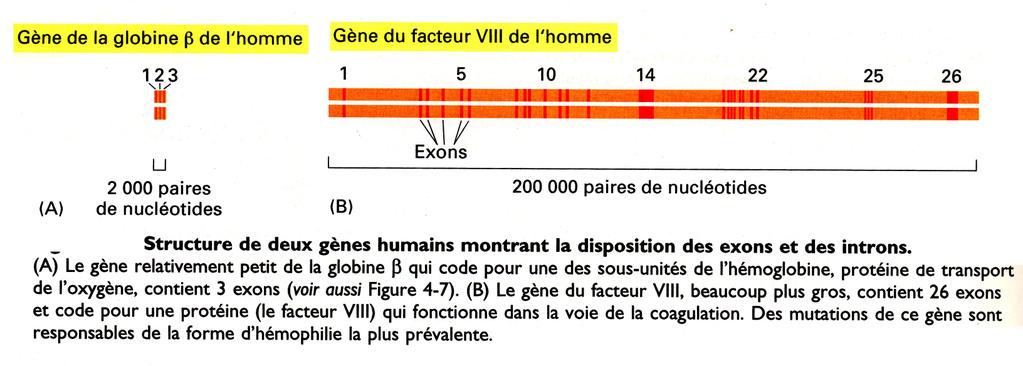 chez des Eucaryotes plus complexes, jusqu à 100 introns dans un seul gène ; moins de séquences répétitives). - L ADN finalement codant chez l homme ne représente que 3 % du génome.