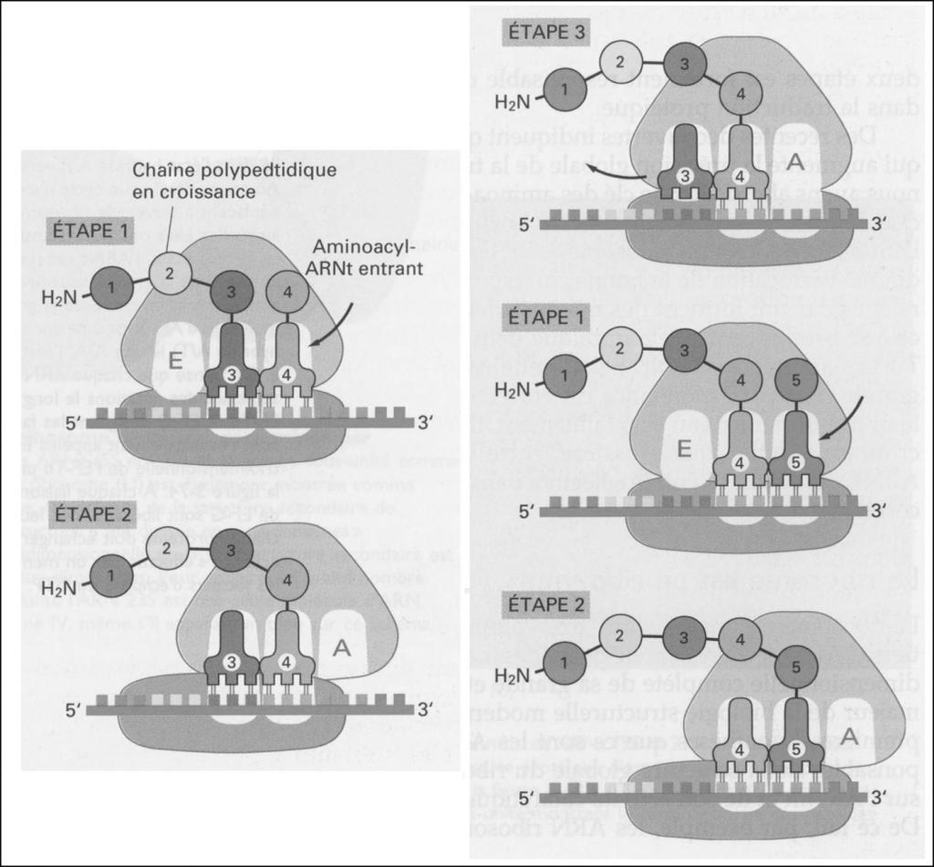 Détail de la formation de la liaison peptidique Rmq : la synthèse protéique est un exemple de polymérisation par l avant : chaque monomère porte une liaison riche en énergie (monomère activé) qui