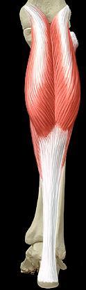 Muscles > Cruraux > Postérieur > Superficielle Triceps sural (=Soléaire + Gastrocnémiens*) Origine : tibia, fibule (soléaire) - fémur (jumeaux)