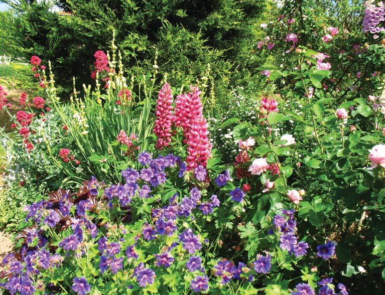 24 Best Spiraea Images Plants Garden Flowers